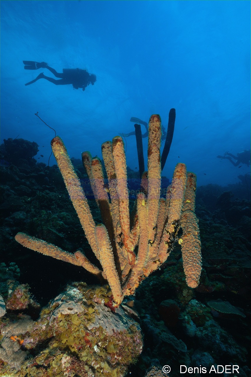 Ambiance-Bonaire South Bay-22m-20180218-Denis-ADER-DSC_6478_tn.jpg
